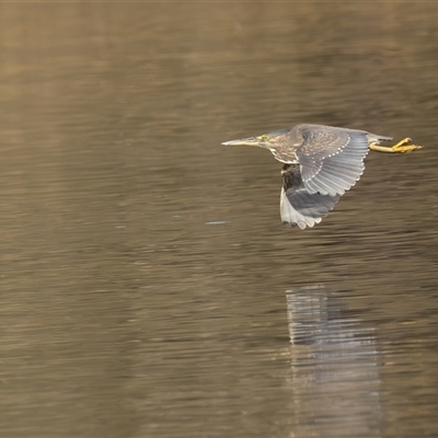 Butorides striata (Striated Heron) at Lake Cathie, NSW - Yesterday by rawshorty