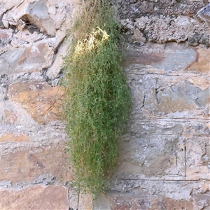 Einadia nutans (Climbing Saltbush) at Bellmount Forest, NSW - 2 Mar 2025 by ConBoekel