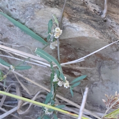 Alternanthera denticulata (Lesser Joyweed) at Bellmount Forest, NSW - 2 Mar 2025 by ConBoekel
