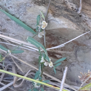 Alternanthera denticulata (Lesser Joyweed) at Bellmount Forest, NSW - 2 Mar 2025 by ConBoekel