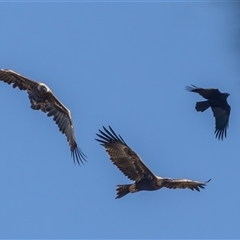 Aquila audax (Wedge-tailed Eagle) at Port Macquarie, NSW - 14 Jun 2025 by rawshorty