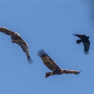 Aquila audax (Wedge-tailed Eagle) at Port Macquarie, NSW - 14 Jun 2025 by rawshorty