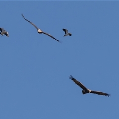 Aquila audax at Port Macquarie, NSW - 14 Jun 2025 11:47 AM