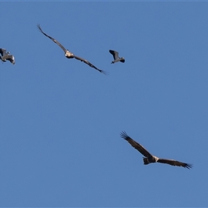Aquila audax at Port Macquarie, NSW - 14 Jun 2025 11:47 AM
