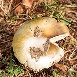 Unverified Cap on a stem; gills below cap [mushrooms or mushroom-like] at Yarralumla, ACT - 4 Jun 2025 by AlisonMilton