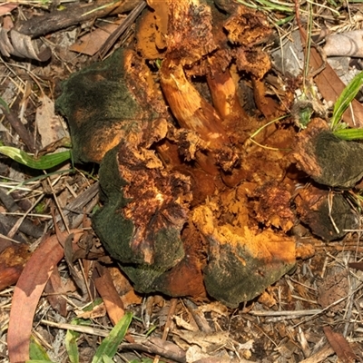 Unverified Cap on a stem; gills below cap [mushrooms or mushroom-like] at Isabella Plains, ACT - 30 May 2025 by AlisonMilton