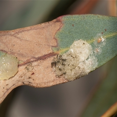 Glycaspis sp. (genus) at Bonython, ACT - 30 May 2025 by AlisonMilton