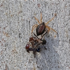 Euryopis umbilicata (Striped tick spider) at Holt, ACT - 24 Nov 2020 by AlisonMilton
