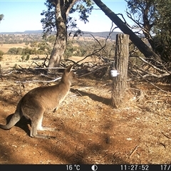 Macropus giganteus (Eastern Grey Kangaroo) at Crowther, NSW - 17 May 2025 by Frecko