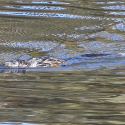 Hydromys chrysogaster (Rakali or Water Rat) at Kambah, ACT - 1 Jun 2025 by JohnBundock