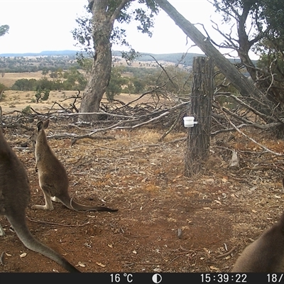 Macropus giganteus (Eastern Grey Kangaroo) at Crowther, NSW - 18 May 2025 by Frecko