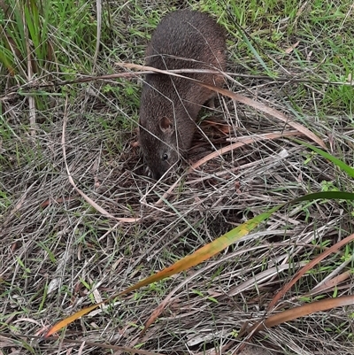 Isoodon fusciventer (Quenda) at Broadwater, WA - 16 Jun 2025 by Albatross