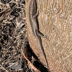Carlia tetradactyla (Southern Rainbow Skink) at Bowning, NSW - 16 Jun 2025 by Maren