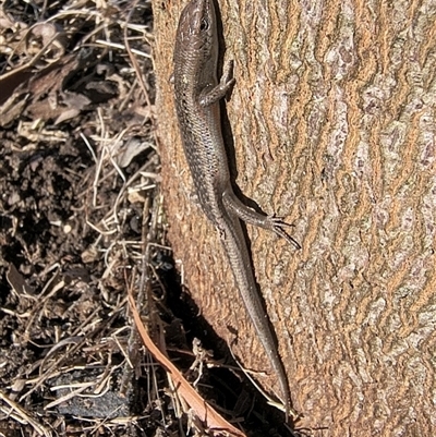 Carlia tetradactyla (Southern Rainbow Skink) at Bowning, NSW - 16 Jun 2025 by Maren