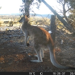 Macropus giganteus (Eastern Grey Kangaroo) at Crowther, NSW - 20 May 2025 by Frecko