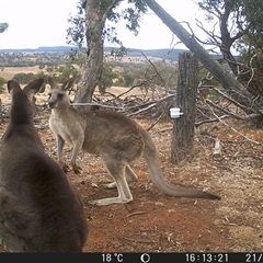 Macropus giganteus at Crowther, NSW - 21 May 2025 04:13 PM
