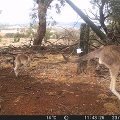Macropus giganteus (Eastern Grey Kangaroo) at Crowther, NSW - 23 May 2025 by Frecko