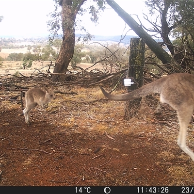 Macropus giganteus (Eastern Grey Kangaroo) at Crowther, NSW - 23 May 2025 by Frecko