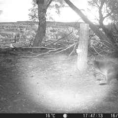 Wallabia bicolor (Swamp Wallaby) at Crowther, NSW - 16 May 2025 by Frecko