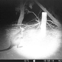 Wallabia bicolor (Swamp Wallaby) at Crowther, NSW - 16 May 2025 by Frecko
