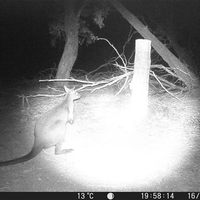 Wallabia bicolor (Swamp Wallaby) at Crowther, NSW - 16 May 2025 by Frecko