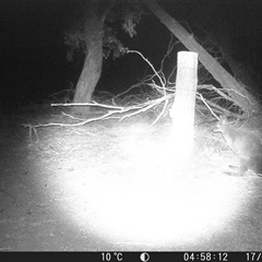 Wallabia bicolor (Swamp Wallaby) at Crowther, NSW - 17 May 2025 by Frecko