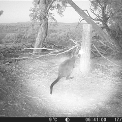 Wallabia bicolor (Swamp Wallaby) at Crowther, NSW - 17 May 2025 by Frecko