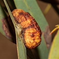 Fergusonina sp. (genus) (A gallfly) at Bonython, ACT - 30 May 2025 by AlisonMilton