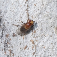 Piophilosoma (genus) at Isabella Plains, ACT - 30 May 2025 by AlisonMilton