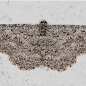 Psilosticha absorpta (Fine-waved Bark Moth) at Melba, ACT - 13 Jun 2025 by kasiaaus