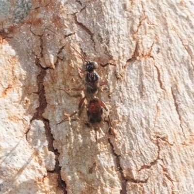 Unverified Insect at Isabella Plains, ACT - 30 May 2025 by AlisonMilton