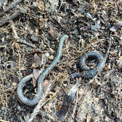 Diplopoda (class) at Crabbes Creek, NSW - Yesterday by Kriso