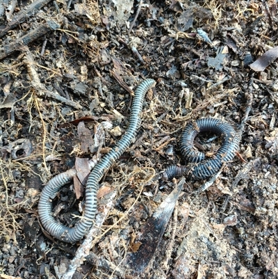 Diplopoda (class) at Crabbes Creek, NSW - Yesterday by Kriso