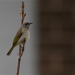 Lichmera indistincta (Brown Honeyeater) at Tralee, NSW - 16 Jun 2025 by epic