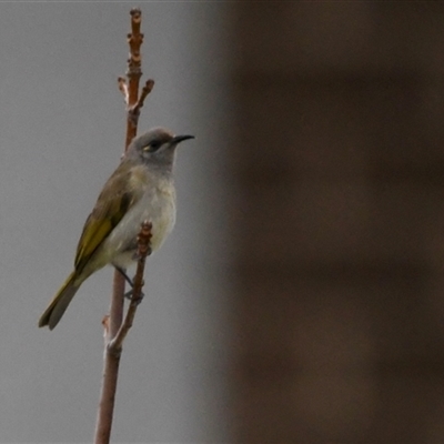 Lichmera indistincta (Brown Honeyeater) at Tralee, NSW - 16 Jun 2025 by epic