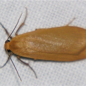Unverified Tiger moth (Arctiinae) at Weerriba, QLD - 18 Oct 2008 by PJH123