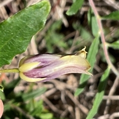 Correa sp. at Ulladulla, NSW - Yesterday by Jennybach