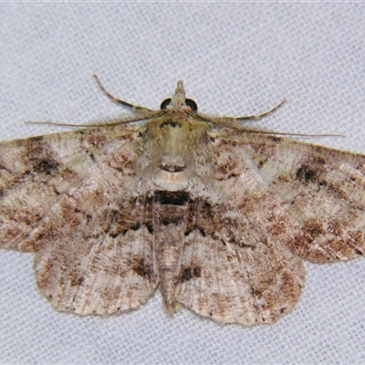 Cleora repetita (Ennominae) at Weerriba, QLD - 18 Oct 2008 by PJH123