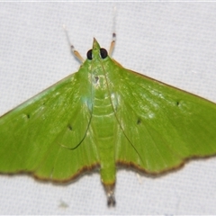 Parotis (genus) at Weerriba, QLD - 18 Oct 2008 by PJH123
