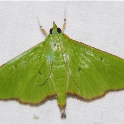 Parotis (genus) at Weerriba, QLD - 18 Oct 2008 by PJH123