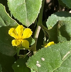 Goodenia ovata (Hop Goodenia) at Ulladulla, NSW - Yesterday by Jennybach