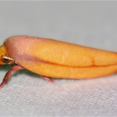 Wingia aurata (Golden Leaf Moth (Wingia group)) at Weerriba, QLD - 18 Oct 2008 by PJH123