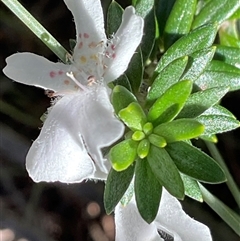 Westringia fruticosa (Native Rosemary) at Ulladulla, NSW - Yesterday by Jennybach
