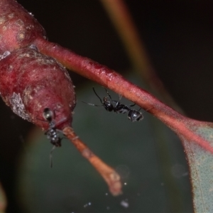 Unverified Ant (Hymenoptera, Formicidae) at Bonython, ACT - 30 May 2025 by AlisonMilton