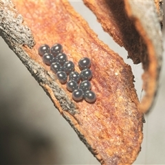 Unverified Shield, Stink or Jewel Bug (Pentatomoidea) at Acton, ACT - 10 Feb 2025 by AlisonMilton