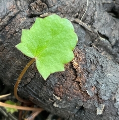 Unverified Plant at Ulladulla, NSW - Yesterday by Jennybach
