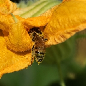 Apis mellifera (European honey bee) at Higgins, ACT - 4 Mar 2025 by AlisonMilton