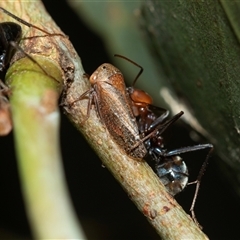 Katipo rubrivenosa (A leafhopper) at Lawson, ACT - 12 Mar 2025 by AlisonMilton