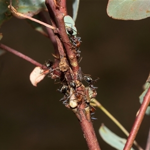 Cicadellidae (family) at Lawson, ACT - 12 Mar 2025 by AlisonMilton