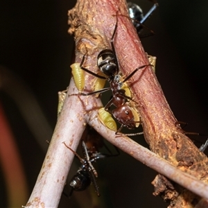 Iridomyrmex purpureus (Meat Ant) at Lawson, ACT - 12 Mar 2025 by AlisonMilton